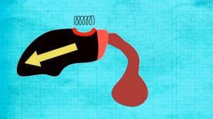 Рак богомол, павлиновая креветка, рак богомол сила удара