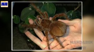 Самые огромные жывотные в мире