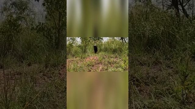 Крупный ,чёрны ,хищник из кошачьего семейства. Пантера. #shorts смотреть онлайн