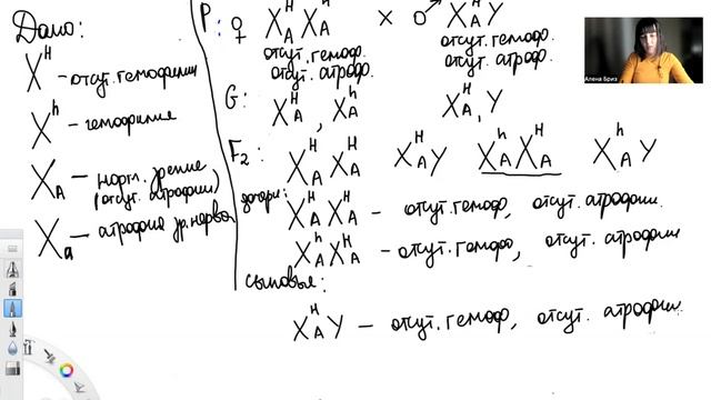 Задачи по генетике с основной волны 2023 смотреть онлайн