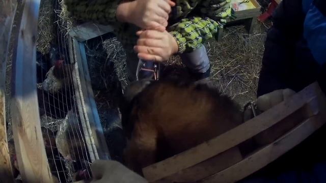 Удаляю костяные наросты у КОЗ//Обезроживание и стрижка копыт. смотреть онлайн