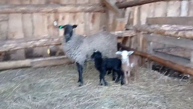 помесь романовской овцы и курдючного барана