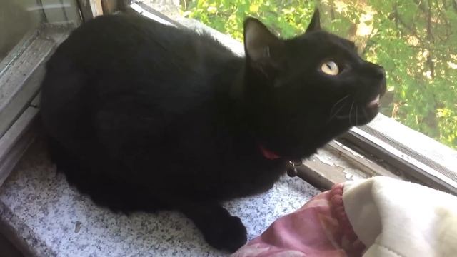 Кот сломался (Broken cat) смотреть онлайн