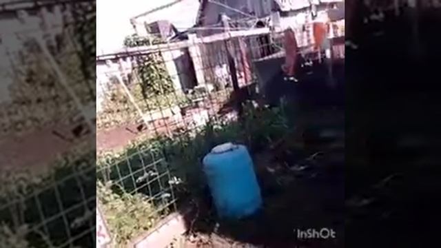 ДЕЛА ОГОРОДНЫЕ/ Копаем картошку, собираем урожай смотреть онлайн