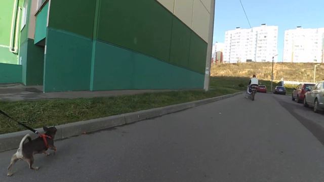 Смоленск. Прогулка чихуаХуа: улицы Гоголя, Ким, Ударников, отжали еду у кота, местное зверье и ШАР смотреть онлайн