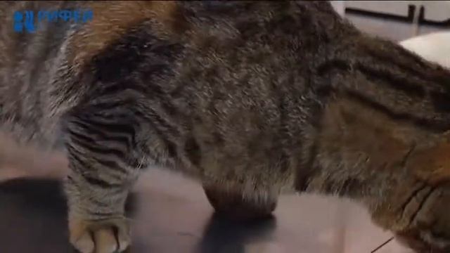 Мартовские коты