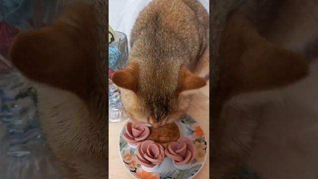 У котёнка день рождения! Позитив от ? Марселя. Задание на внимательность. смотреть онлайн