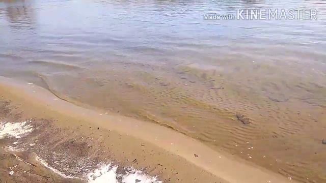 Хопёр 2020. Открытие сезона летней рыбалки. смотреть онлайн