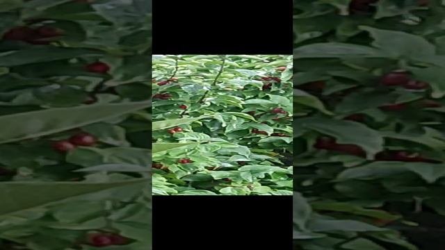 Л И В Е Н Ь смотреть онлайн