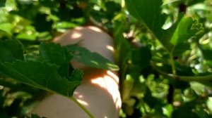 Как узнать пол растения шелковицы по форме листьев?