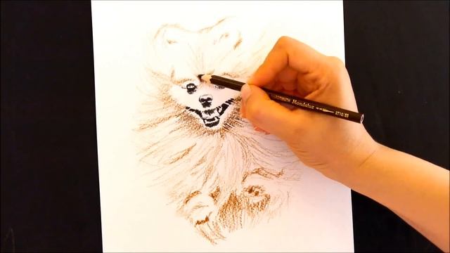 Рисунок. Акварельные карандаши. Шпиц. смотреть онлайн