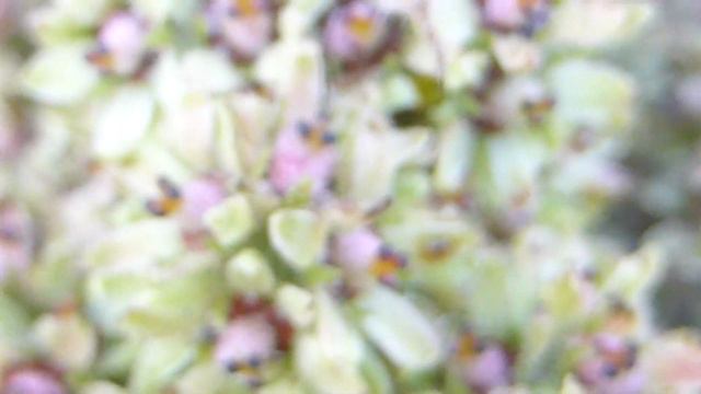 Stag's horn Sumac - Rhus typhina - Hjartarhornatré - Súmak - Blómstrandi runnar - Garðplöntur смотреть онлайн