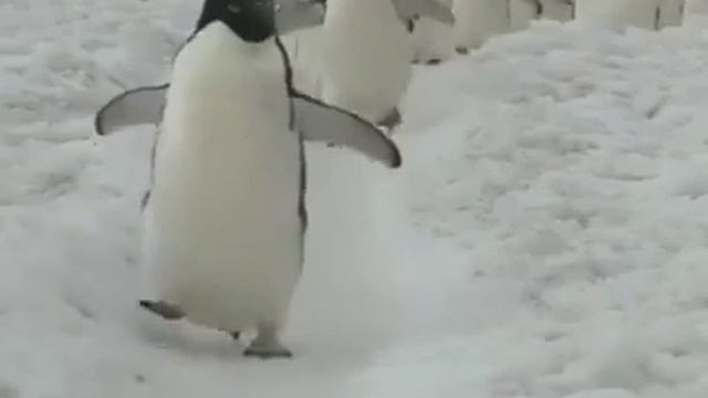 Penguins Red Alert Hell March смотреть онлайн