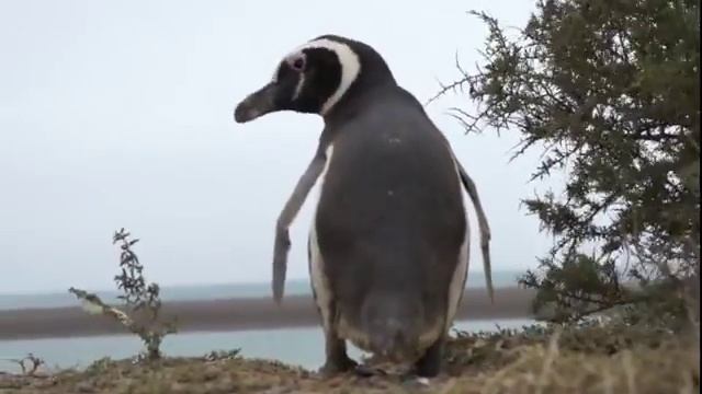 Круиз в Антарктику Полуостров Вальдес Пингвин крупно смотреть онлайн