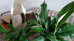 Цветение спатифиллума. Мои секреты.  Почему зеленеют цветы