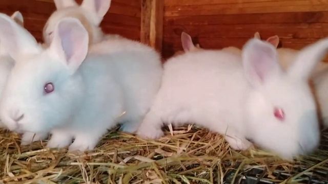 Белый паннон. малыши. 21 день. смотреть онлайн