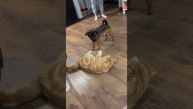 Пти брабансон против кошки. смотреть онлайн