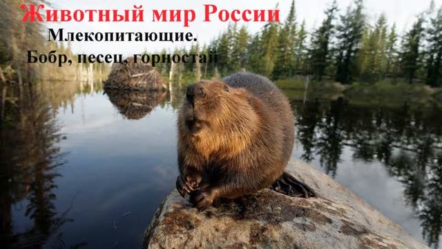 Млекопитающие Бобр, песец, горностай смотреть онлайн