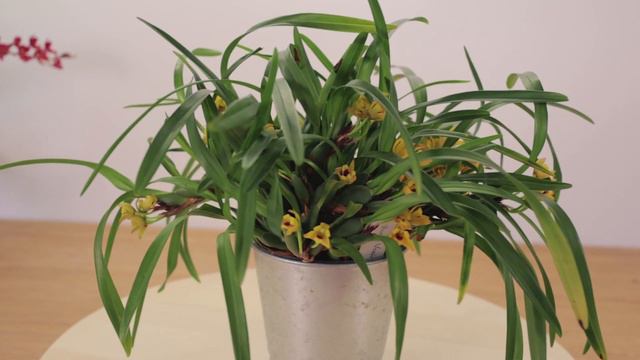 What's in Bloom - Orchids // March 2022 смотреть онлайн