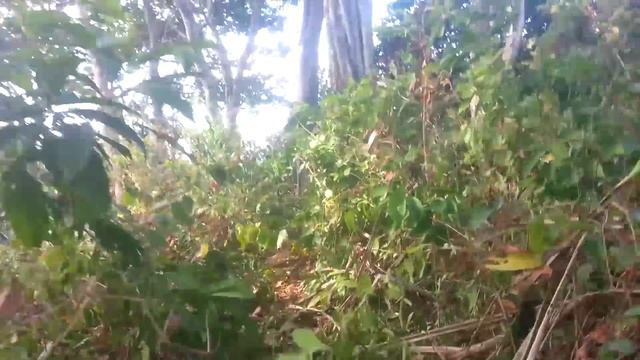 Остров КоБулон жизнь дикарями в джунглях смотреть онлайн