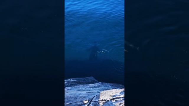 Рыбалка на скумбрию ?4 рыбы на крючке ?#shorts #рыбалка #скумбрия смотреть онлайн