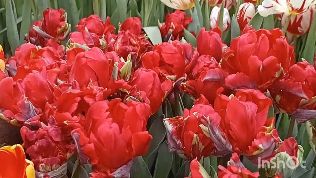Выставка цветов "Репетиция Весны" в Аптекарском огороде Москвы#обзор #цветоводство #выставкацветов смотреть онлайн