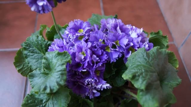 Pierwiosnek kubkowaty - Primula obconica смотреть онлайн