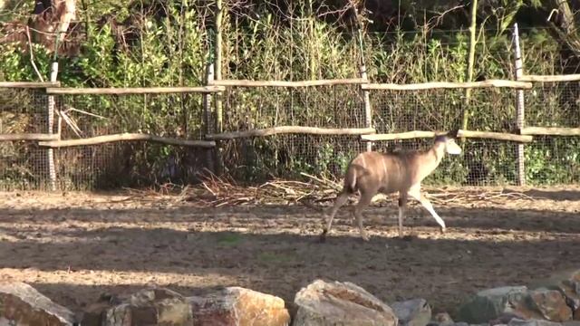 De savanne in Diergaarde Blijdorp смотреть онлайн