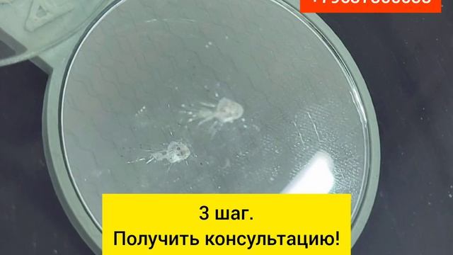 Скол на стекле, что делать? Бесплатная консультация перед ремонтом. смотреть онлайн