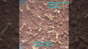 How to grow Rain Lilly from bulbs /   மழை லில்லி வளர்ப்பது எப்படி