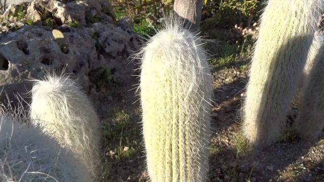 Cactus 