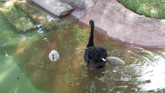 Чёрный лебедь и два птенца. Black swan and two baby birds. смотреть онлайн