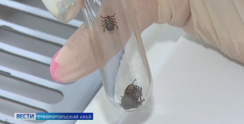 Активность иксодовых клещей на Ставрополье возросла
