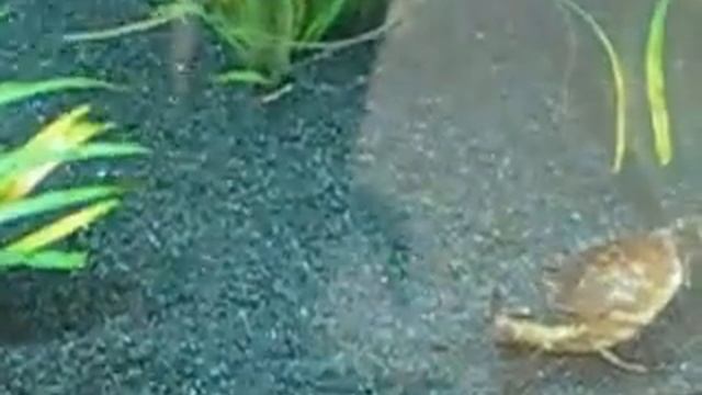 Fahaka. Tetraodon Lineatus