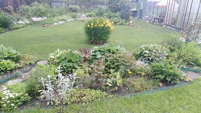 Лилейник жёлтый. Красоднев. Самый ранний. смотреть онлайн