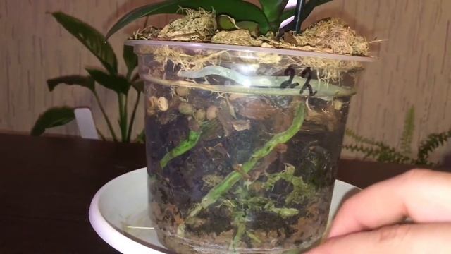 Bayama полный роспуск смотреть онлайн