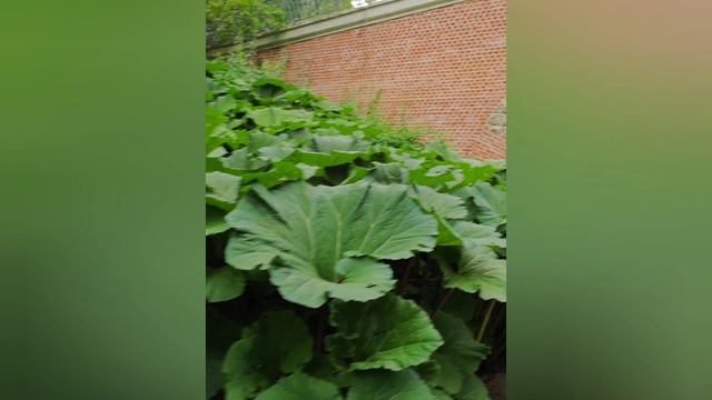 нескучный Нескучный сад в Москве смотреть онлайн