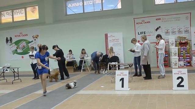 Всероссийская выставка собак всех пород (ОАНКОО) 06 ноября 2016 г. г. Воронеж. смотреть онлайн