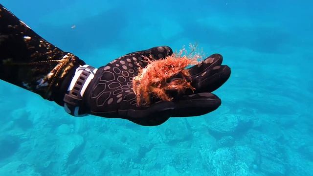 Греция. Тасос. Устрицы. Фридайвинг. Водяной. смотреть онлайн