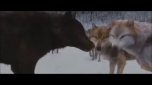 Клип про волков