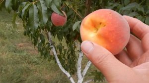 Персик Канадиан Хармони, урожай 2022