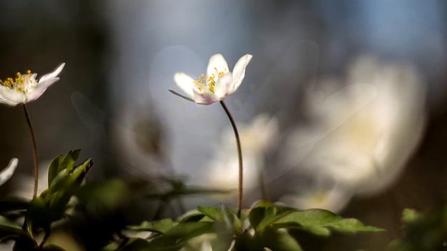 bosanemoon смотреть онлайн