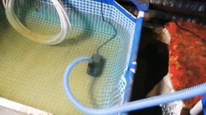 Афариканский клариевый сом. Постройка УЗВ. Мой первый опыт.