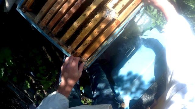 Противороевое деление пчелосемьи методом налет на матку. Постановка зрелых маточников на клинышках. смотреть онлайн