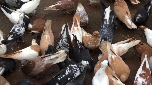 Паруем молодых, активных голубей. Небольшой обзор голубей у Василия Васильевича (филиал). смотреть онлайн