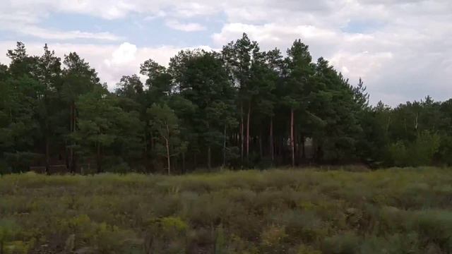 Хвойный лес смотреть онлайн