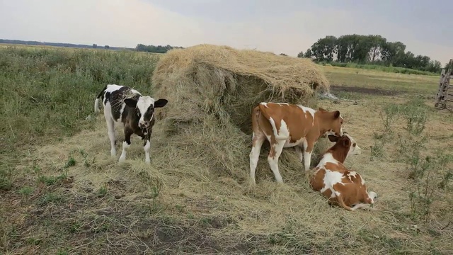 Сохрани завтра свое здоровье купив экопродукты фермерских хозяйств в Воронеже смотреть онлайн