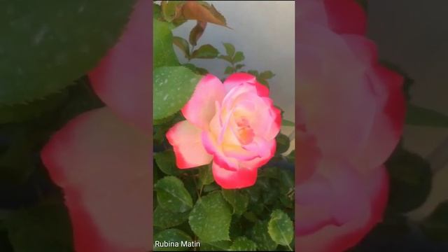 CHERRY PARFAIT ROSE | ONE OF THE MOST BEAUTIFUL PINK ROSES | GULAB KA PHOOL | RM GARDEN смотреть онлайн