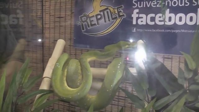 M.Reptile et le python vert arboricole смотреть онлайн