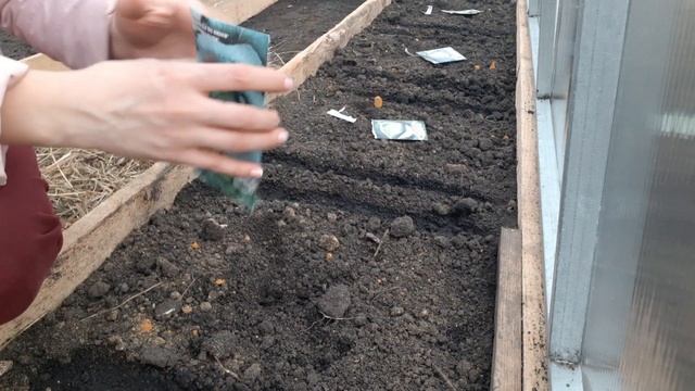 Начались посадки в теплице! Сезон открыт ! Эксперимент посадки капусты.